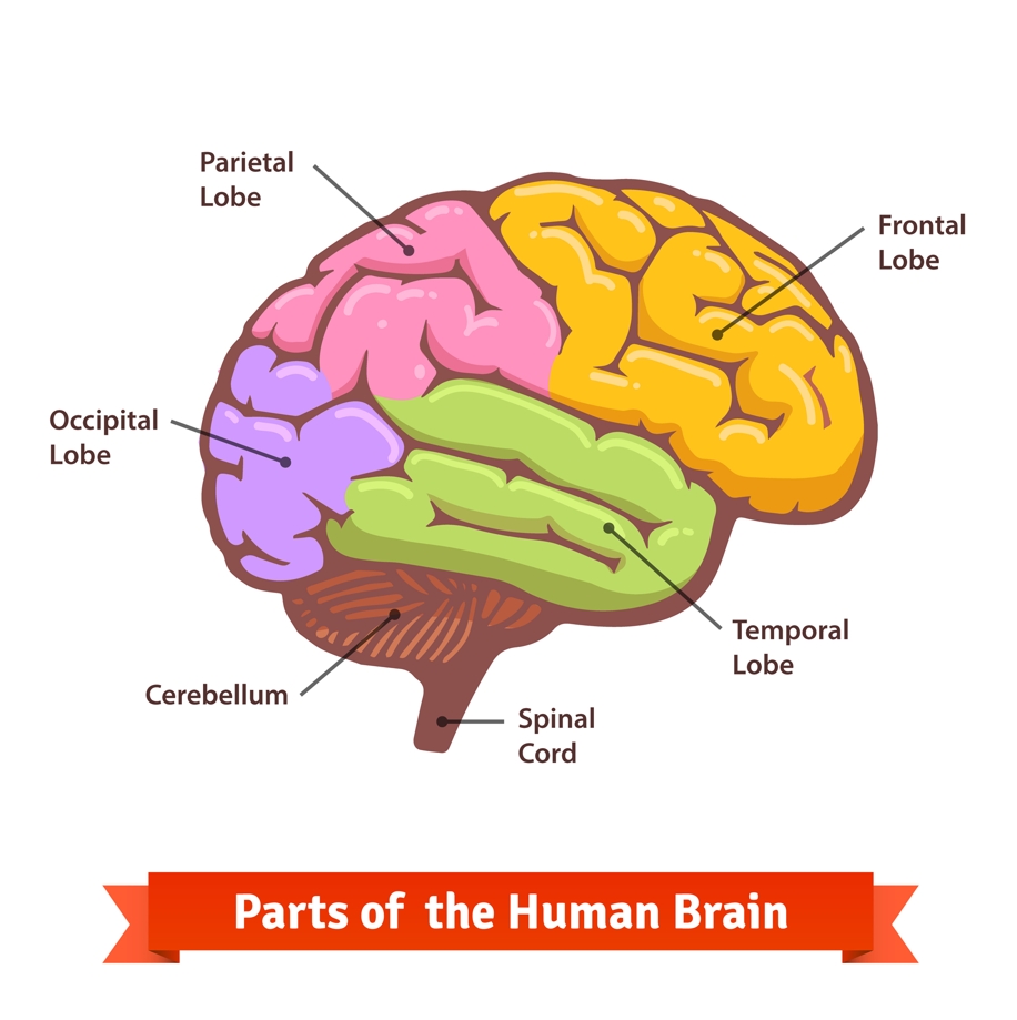 Отделы головного мозга и их функции — Онлайн