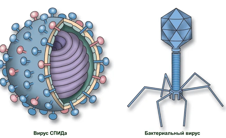 Вирусы: подготовка к ЕГЭ по биологии — Онлайн