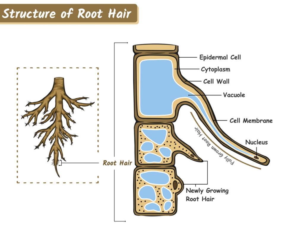 Строение корня: 6 класс биология — Онлайн
