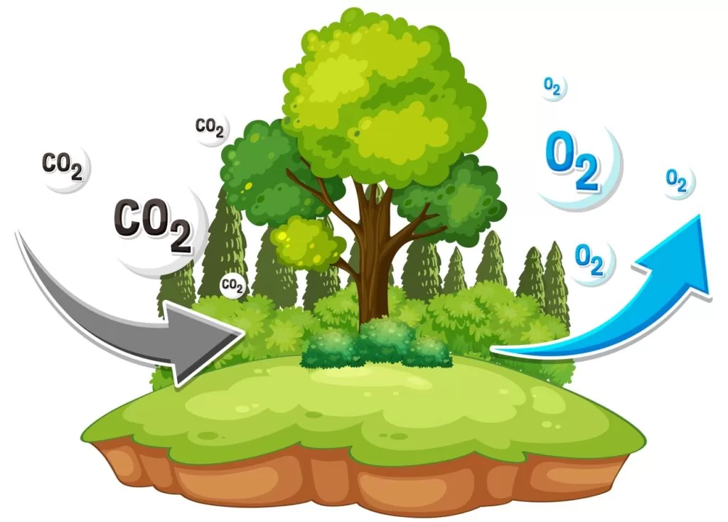Процесс фотосинтеза поэтапно в ЕГЭ по биологии