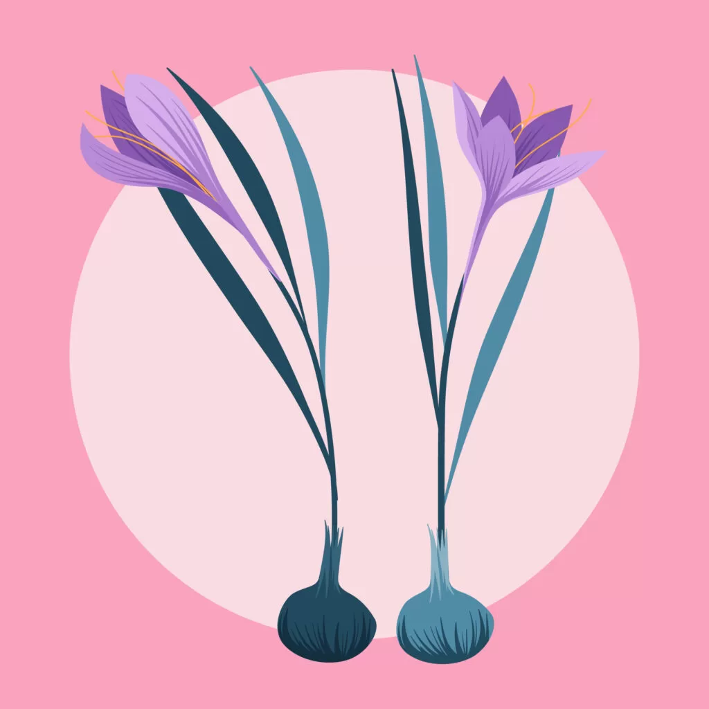 Биология 6 класс: строение цветка