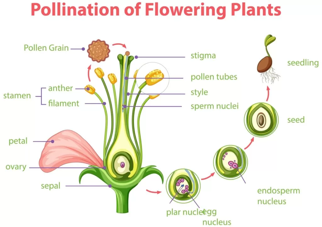 Биология 6 класс: строение цветка
