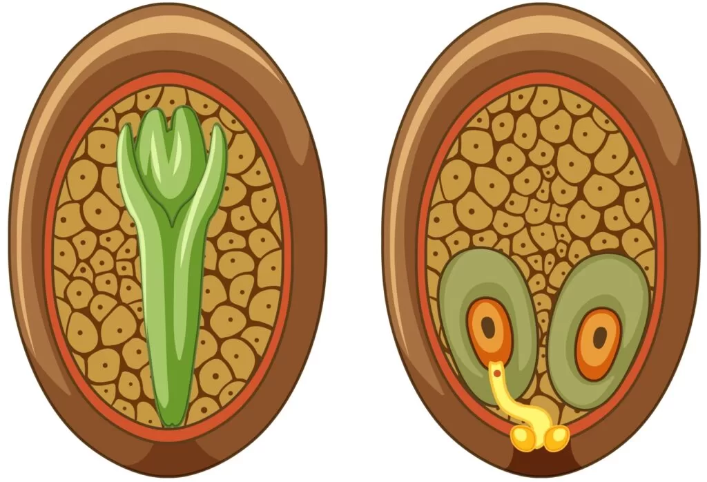 Биология 6 класс: строение цветка